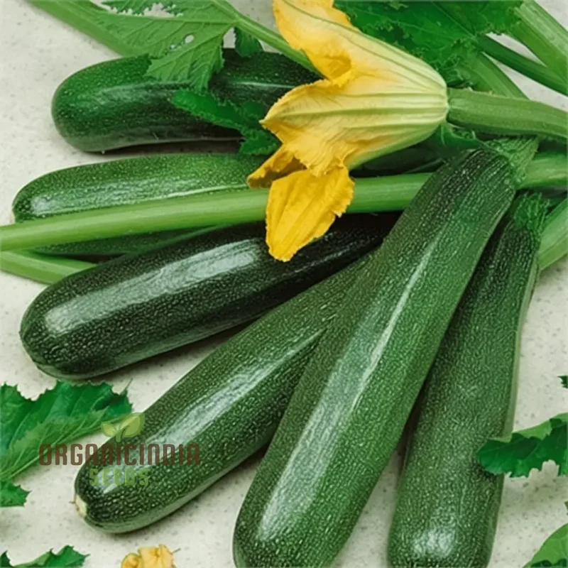 Ambassador Courgette Seeds - High-Yielding Variety for Delicious Homegrown Zucchini
