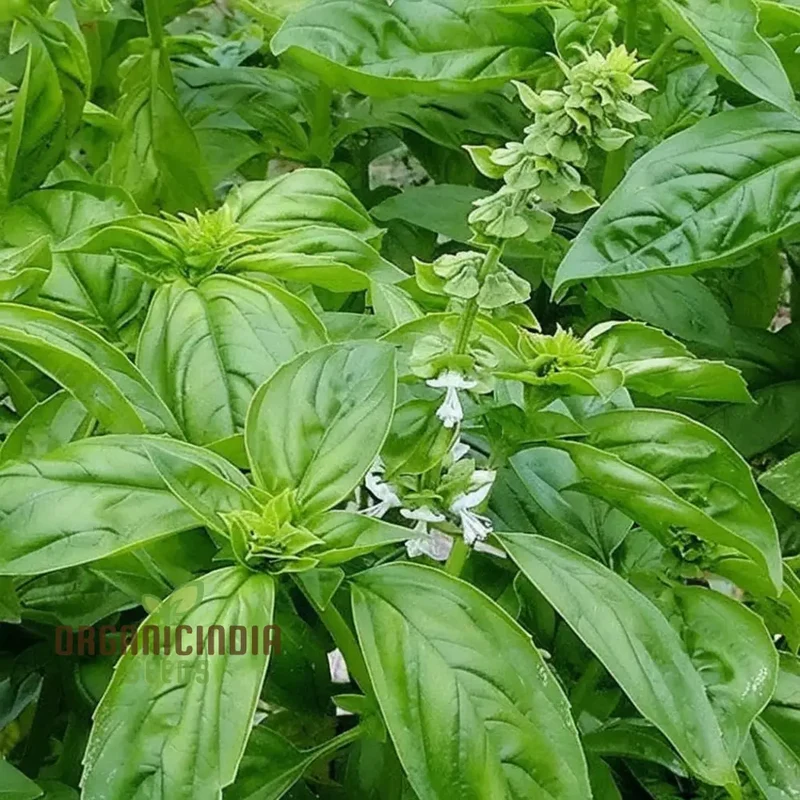 Genovese Basil Seeds, Aromatic Herb for Authentic Italian Cuisine