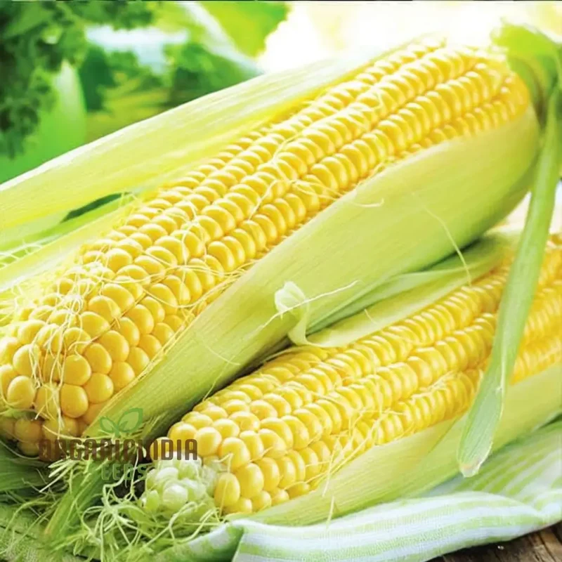 Sweetcorn Seeds - Grow Your Own Juicy and Sweet Corn at Home