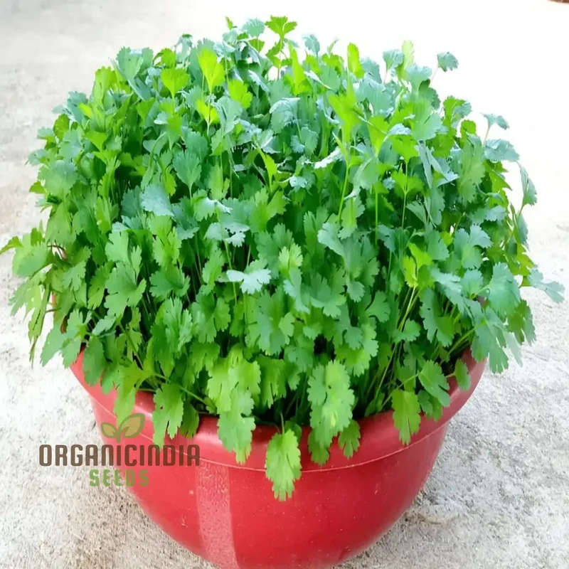 Coriander Herb Seeds – Fresh, Flavorful, and Easy to Grow for Kitchen & Home Gardens