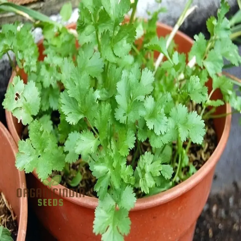 Coriander Herb Seeds – Fresh, Flavorful, and Easy to Grow for Kitchen & Home Gardens