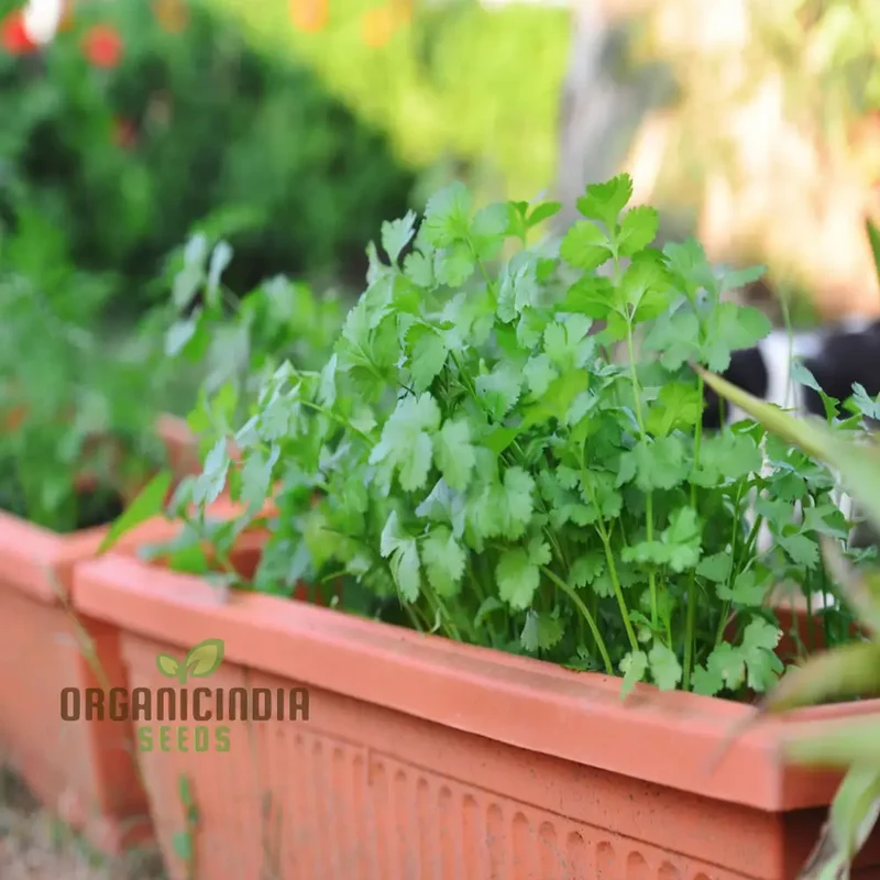 Coriander Herb Seeds – Fresh, Flavorful, and Easy to Grow for Kitchen & Home Gardens