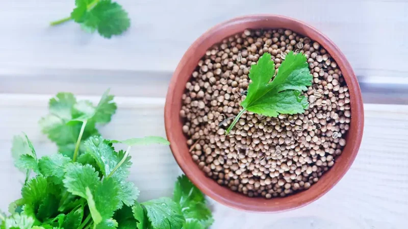 Coriander Herb Seeds – Fresh, Flavorful, and Easy to Grow for Kitchen & Home Gardens