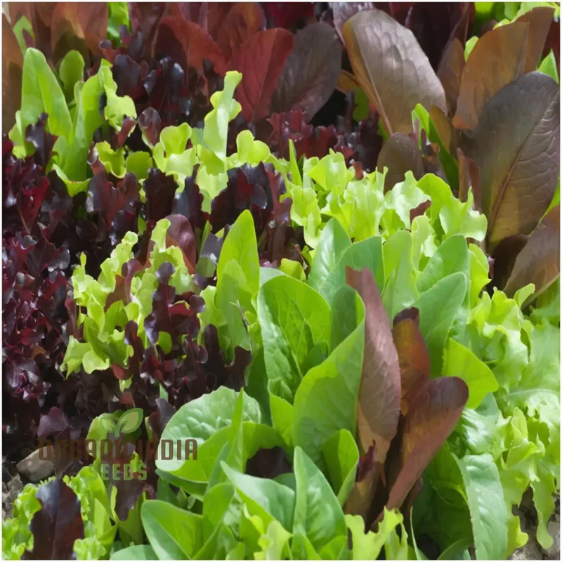 Mixed Leaf Mesclun Lettuce Seeds for Gardening and Planting