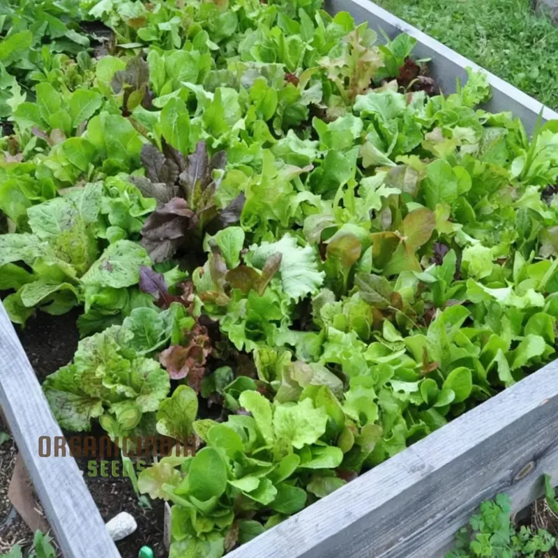 Mixed Leaf Mesclun Lettuce Seeds for Gardening and Planting