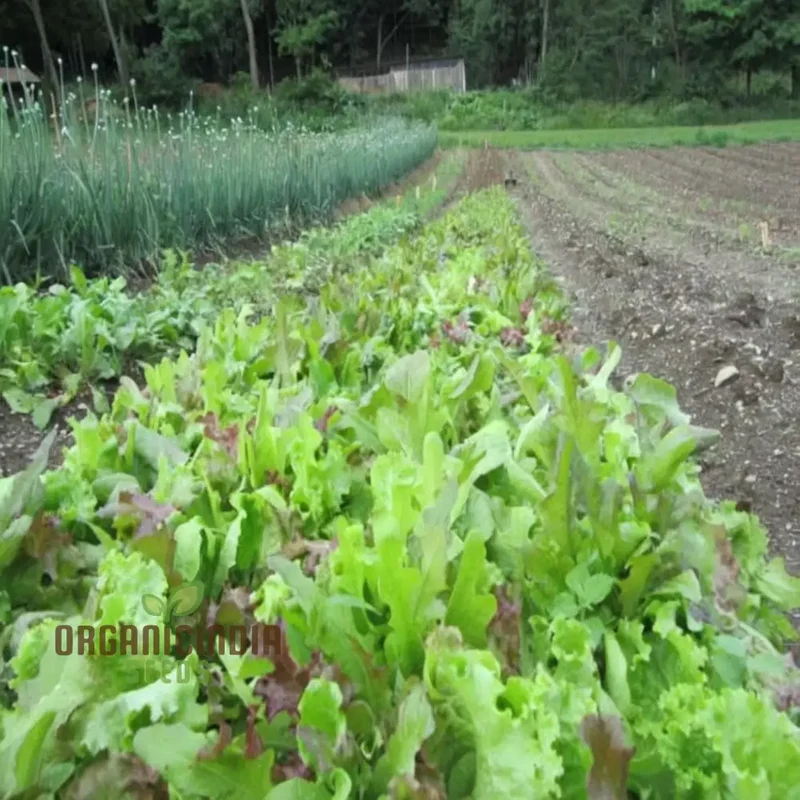Mixed Leaf Mesclun Lettuce Seeds for Gardening and Planting
