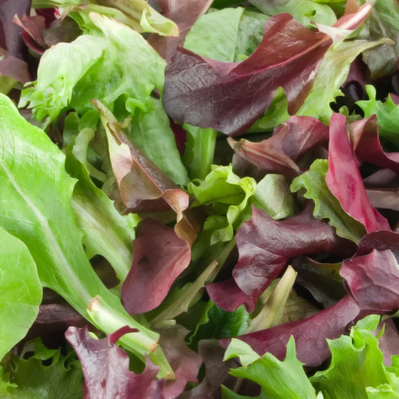 Mixed Leaf Mesclun Lettuce Seeds for Gardening and Planting
