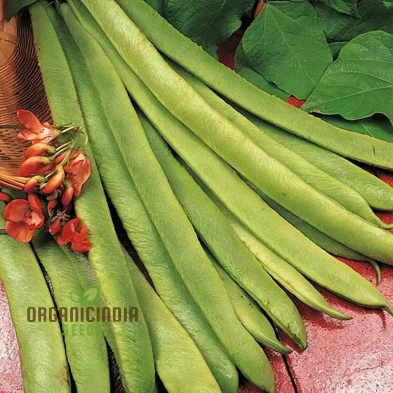 Runner Bean 'Scarlet Emperor Seeds - Vigorous Vines for Abundant Harvests
