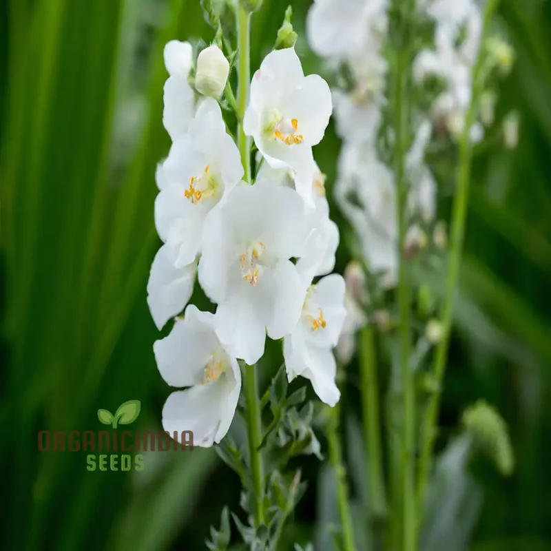 White Verbascum Bride Flower Seeds: Elevate Your Garden with Elegant Verbascum Blooms for a Stunning Floral Display