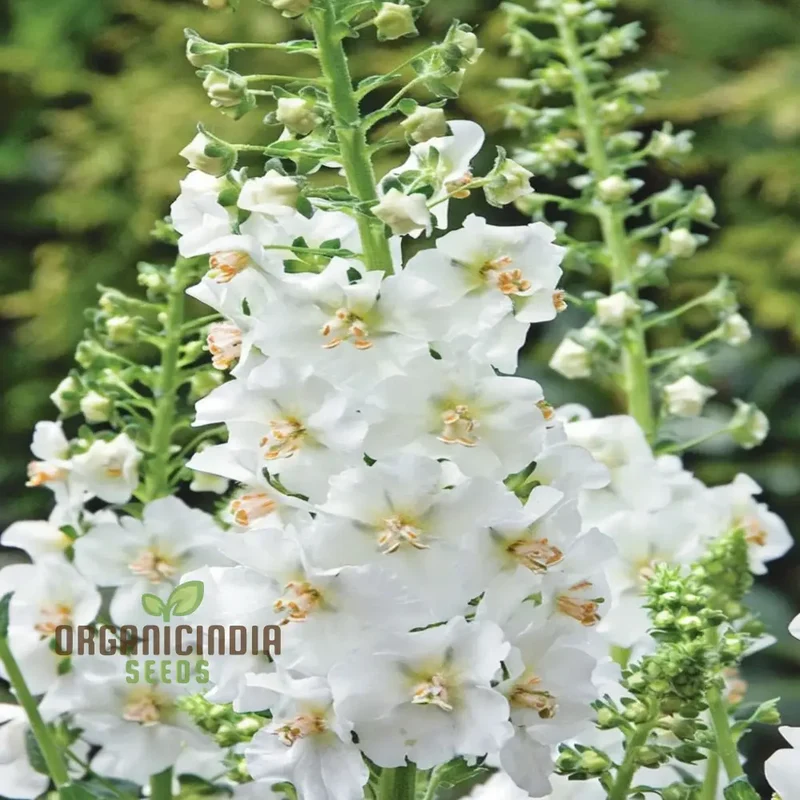 White Verbascum Bride Flower Seeds: Elevate Your Garden with Elegant Verbascum Blooms for a Stunning Floral Display