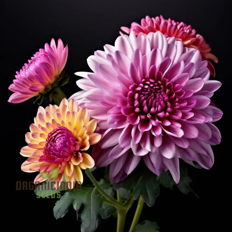 Mixed Chrysanthemum Flower Seeds, Cultivate a Colorful and Elegant Garden with Premium Chrysanthemum Seeds for Planting and Gardening