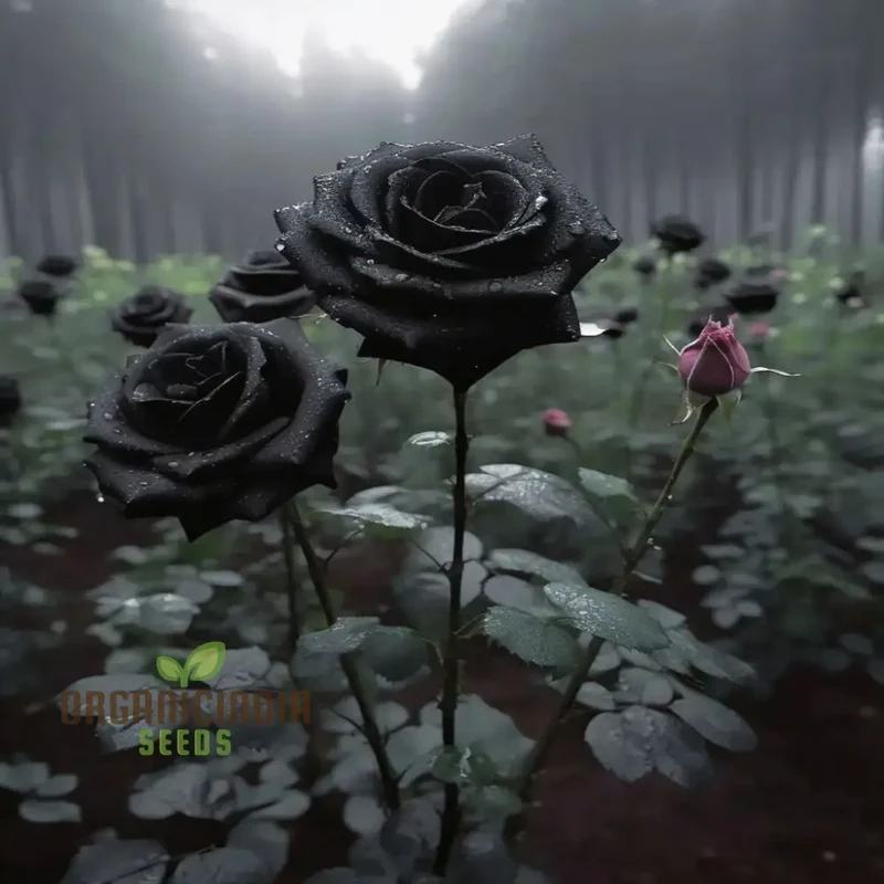 Premium Black Rose Flower Seeds for Elegant Planting and Gardening, Enhance Your Garden with Unique and Exquisite Blooms