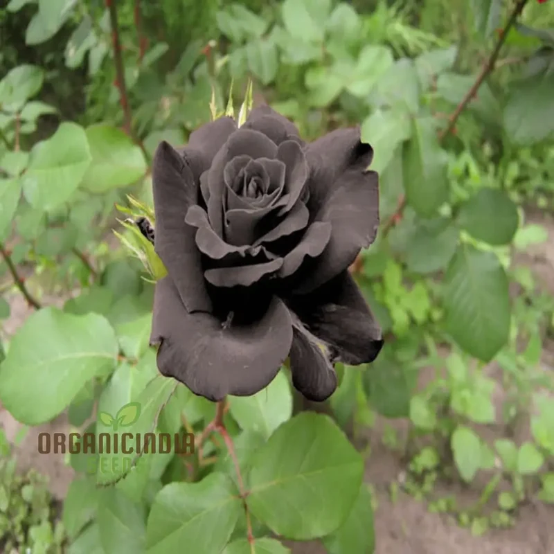 Premium Black Rose Flower Seeds for Elegant Planting and Gardening, Enhance Your Garden with Unique and Exquisite Blooms