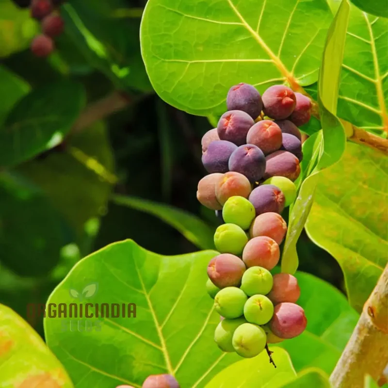 Seagrape Fruit Seeds - Grow Your Own Tropical Delight with Exotic Seagrape Trees