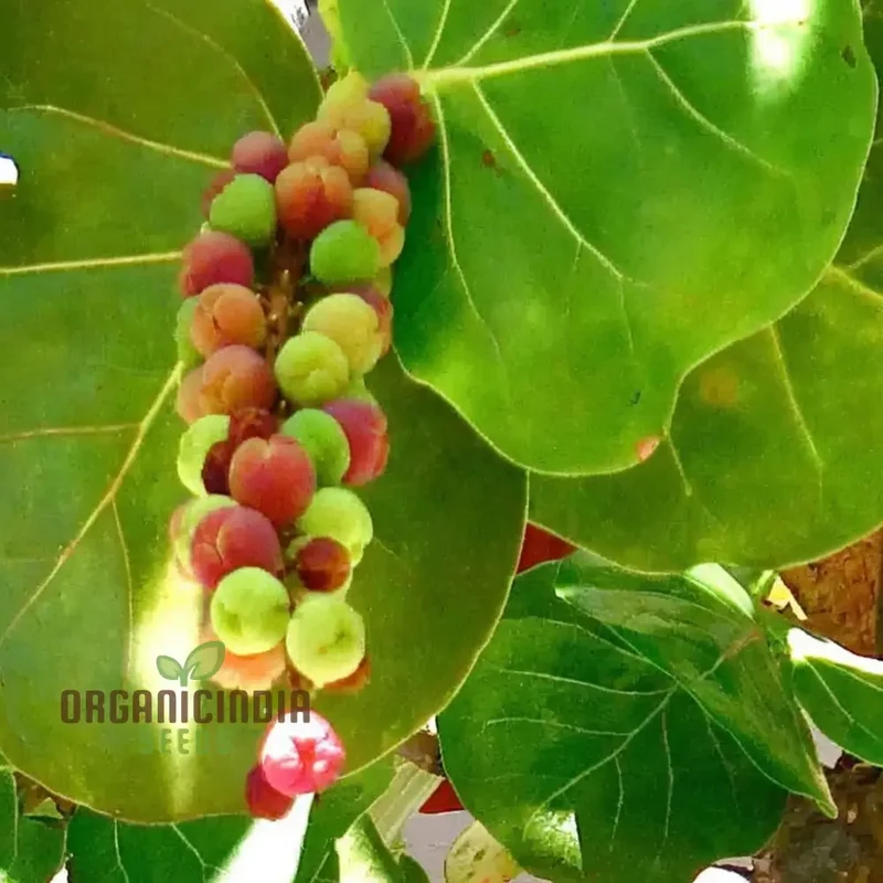 Seagrape Fruit Seeds - Grow Your Own Tropical Delight with Exotic Seagrape Trees
