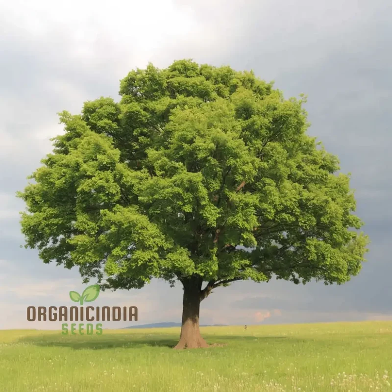 Oak Tree Seeds - Cultivate Majestic Trees for Timeless Beauty and Environmental Benefits
