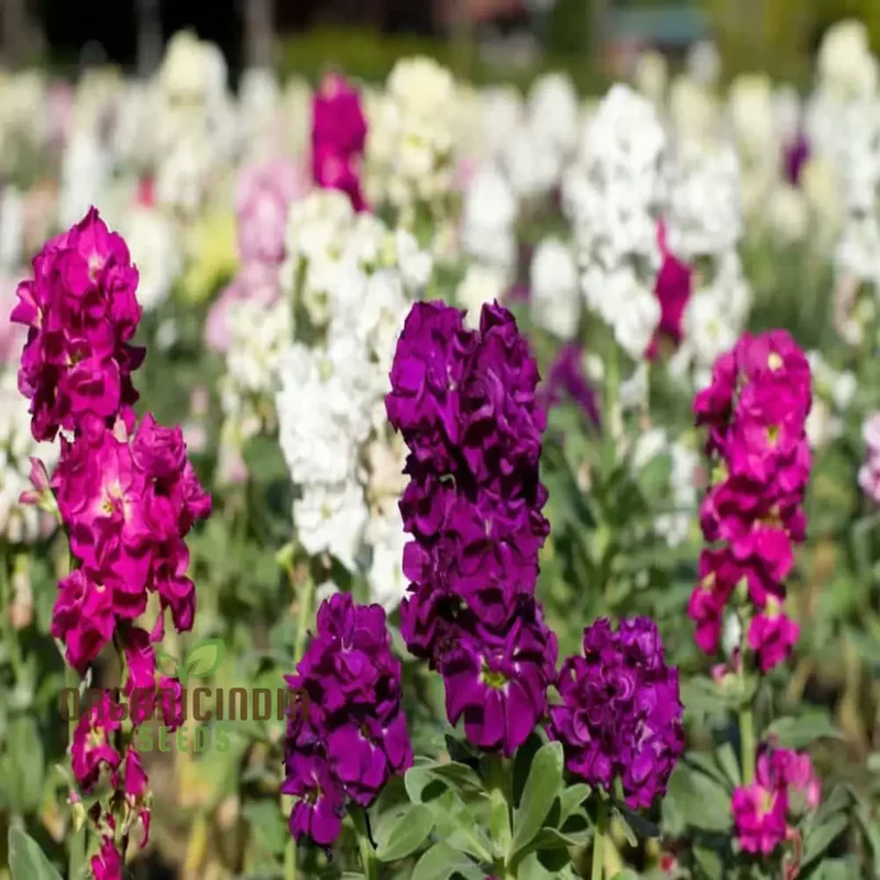 Matthiola Incana Flower Seeds - Fragrant Blooms for Charming Garden Borders