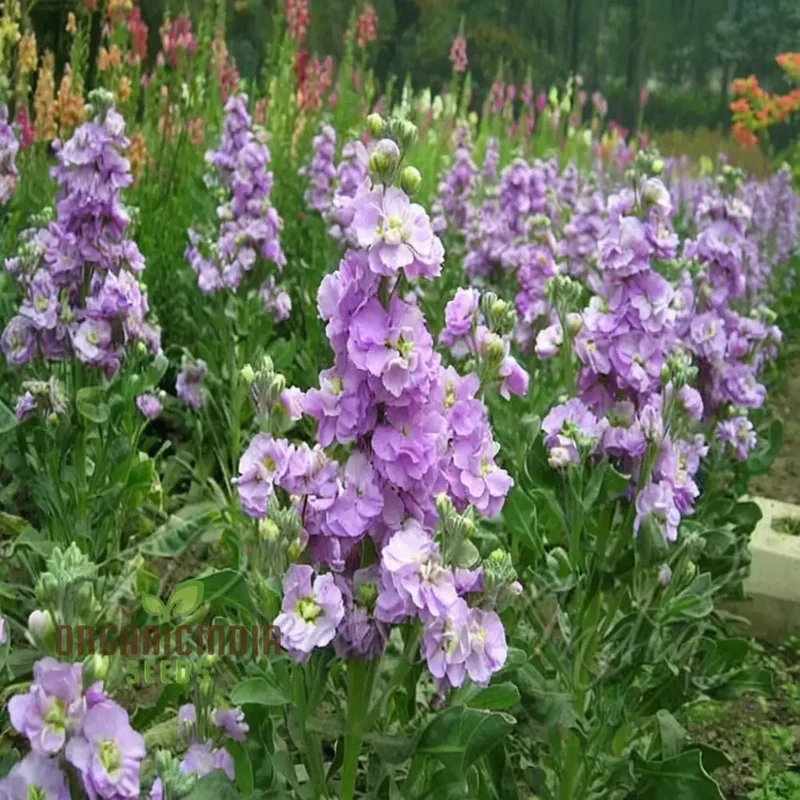 Matthiola Incana Flower Seeds - Fragrant Blooms for Charming Garden Borders