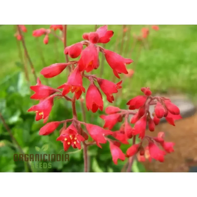 Coral Bells Seeds – Vibrant Foliage and Delicate Blooms for Garden Planting