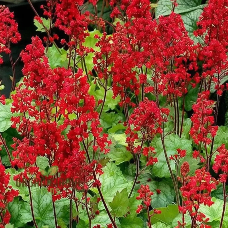 Coral Bells Seeds – Vibrant Foliage and Delicate Blooms for Garden Planting
