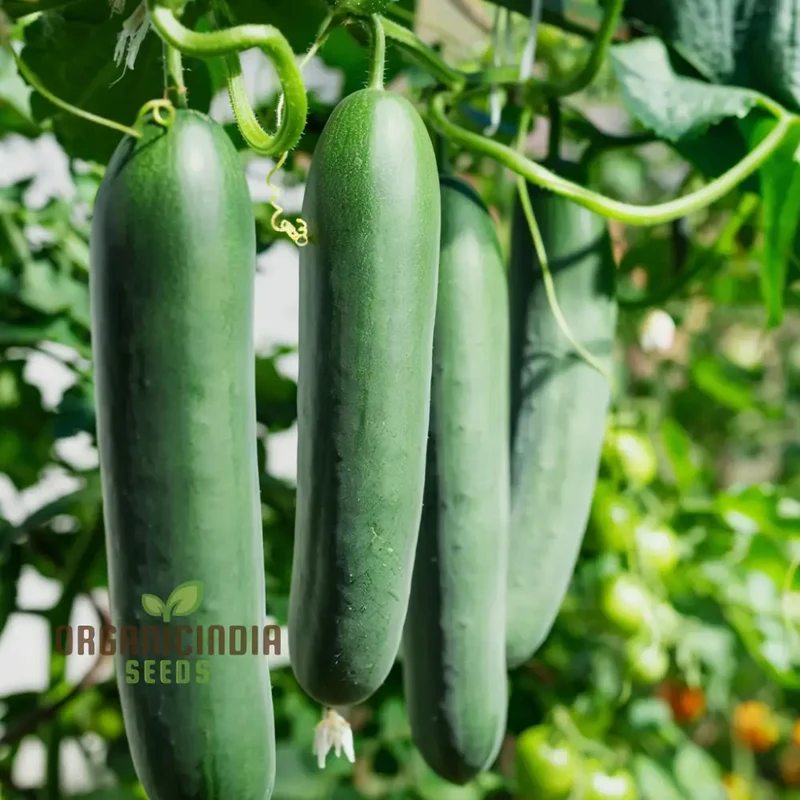 Straight Eight Cucumber Seeds, Elevate Your Gardening with High-Yield, Flavorful Vegetables