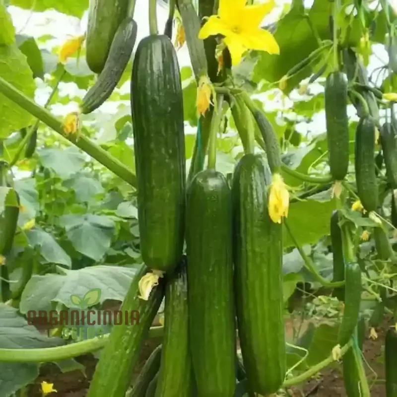 Straight Eight Cucumber Seeds, Elevate Your Gardening with High-Yield, Flavorful Vegetables