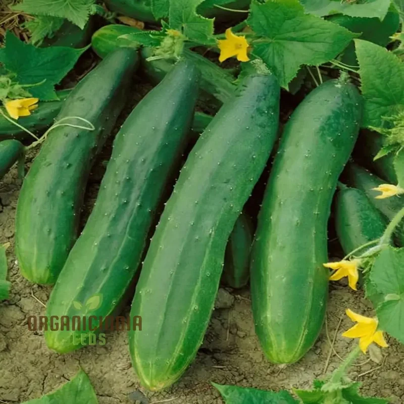Straight Eight Cucumber Seeds, Elevate Your Gardening with High-Yield, Flavorful Vegetables
