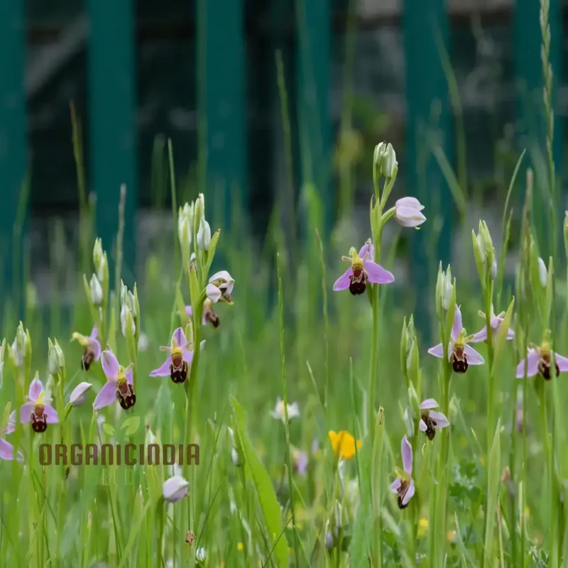 Procumbent Bee Orchid Seeds, Grow Exquisite Flowers at Home and Garden, Discover the Beauty Orchid Flower Seeds