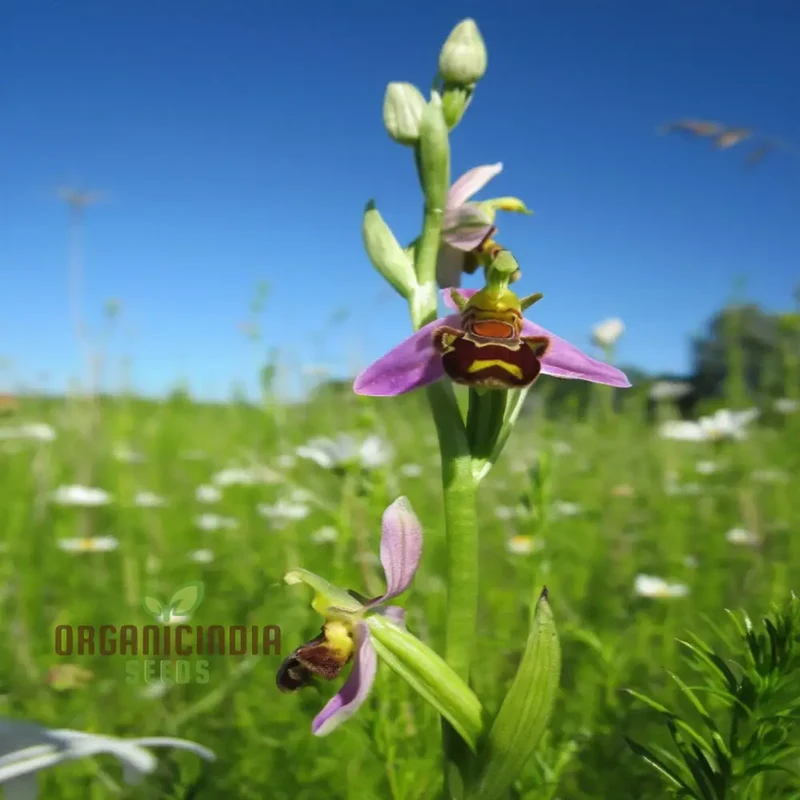 Procumbent Bee Orchid Seeds, Grow Exquisite Flowers at Home and Garden, Discover the Beauty Orchid Flower Seeds
