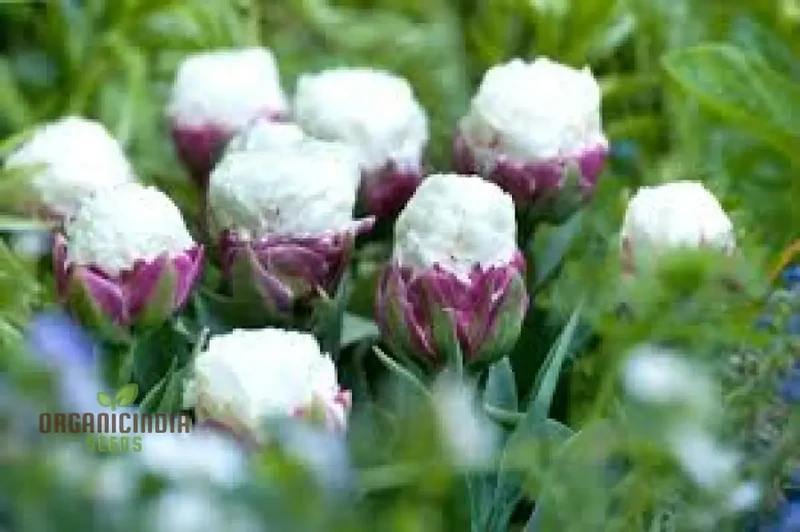 Ice Cream Tulip Flower Seeds – Premium Quality for Stunning Garden Blooms