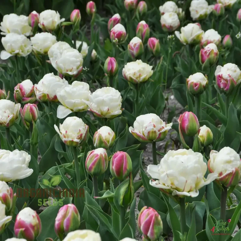 Ice Cream Tulip Flower Seeds – Premium Quality for Stunning Garden Blooms