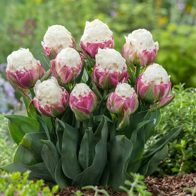 Ice Cream Tulip Flower Seeds – Premium Quality for Stunning Garden Blooms