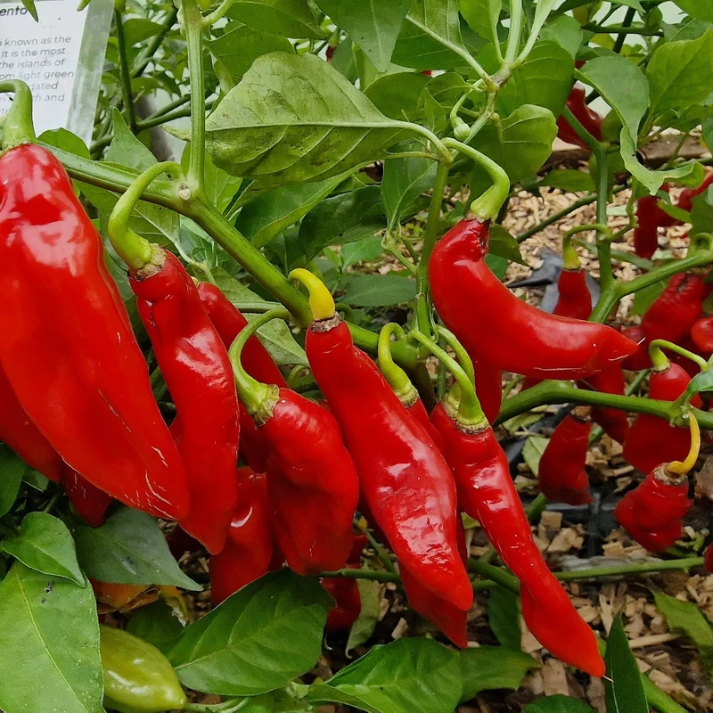 Trinidad Pimento Pepper Seeds - Elevate Your Gardening with Flavorful, Exotic Harvests