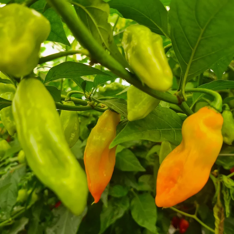 Trinidad Pimento Pepper Seeds - Elevate Your Gardening with Flavorful, Exotic Harvests