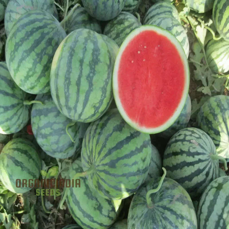 Organic Seedless Watermelon Fruit Seeds for Bountiful Gardening Delights: Grow Your Own Juicy Harvest