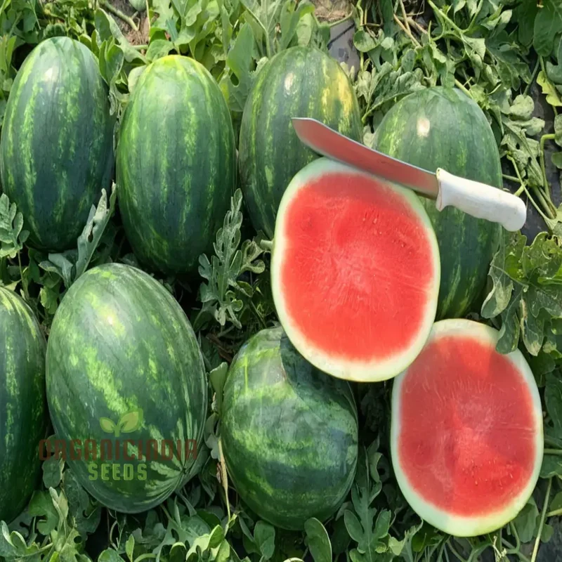 Organic Seedless Watermelon Fruit Seeds for Bountiful Gardening Delights: Grow Your Own Juicy Harvest