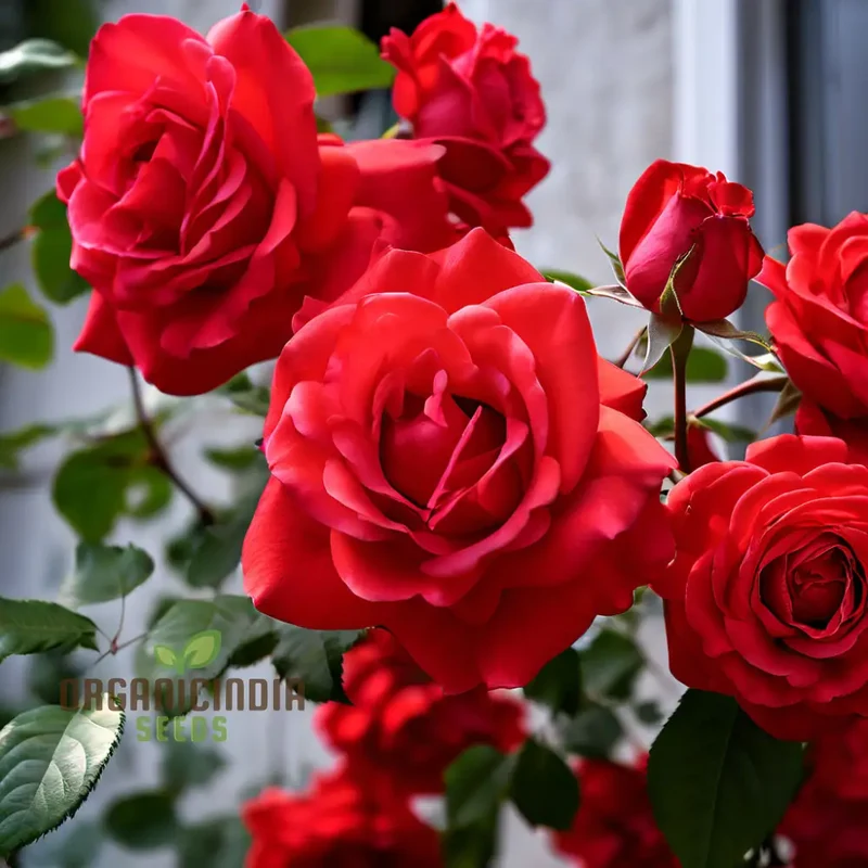 Red Climbing Rose Flower Seeds, Expert Gardening Tips for Stunning Vertical Gardens
