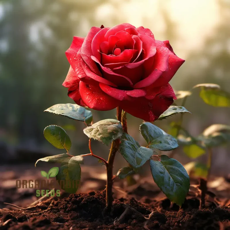 Red Climbing Rose Flower Seeds, Expert Gardening Tips for Stunning Vertical Gardens