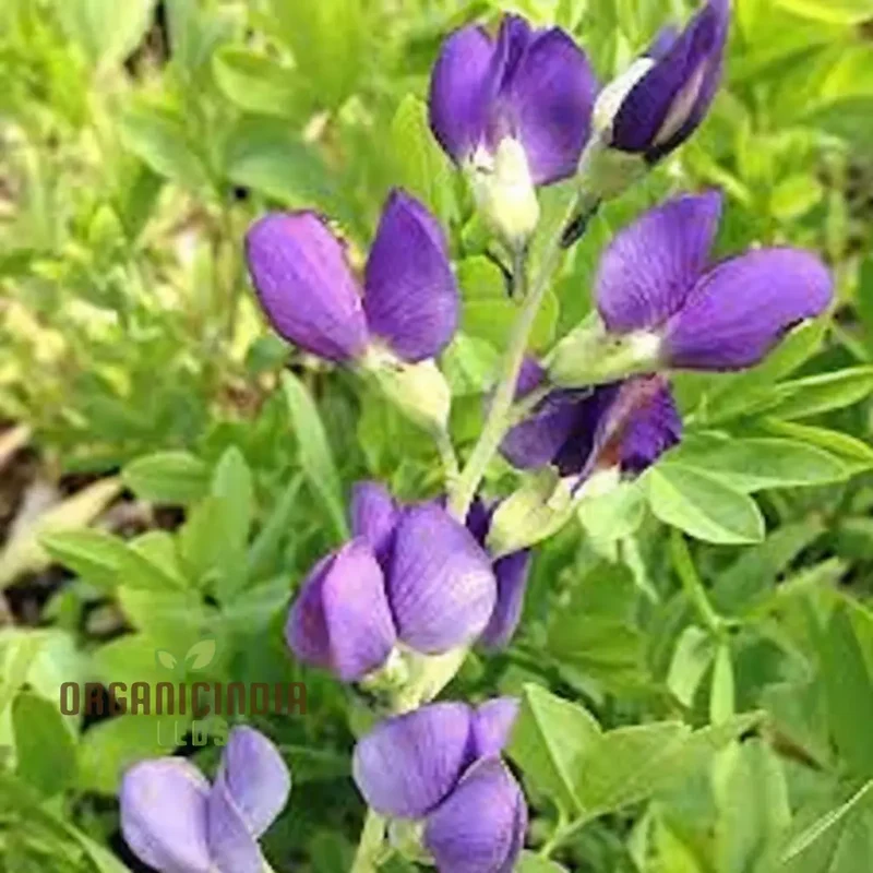 Blue False Indigo Flower Seeds, Native Perennial Beauty, Easy-to-Growing Captivating and Sustainable Garden