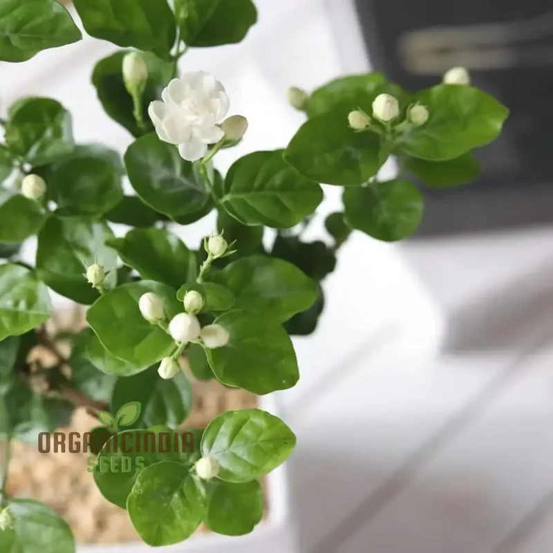 Jasmine Flower Seeds for Planting, Expert Gardening Tips for Stunning Blossoms