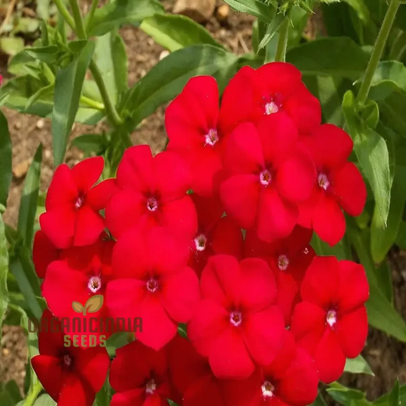 Red Drummond Phlox Flower Seeds - Brilliant Blooms for Vibrant Garden Borders
