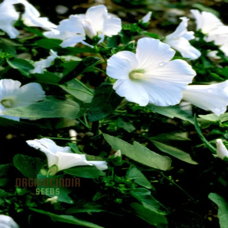 White Lavatera Flower Seeds for planting Elevate Your Gardening Experience with Graceful, Stunning Blooms