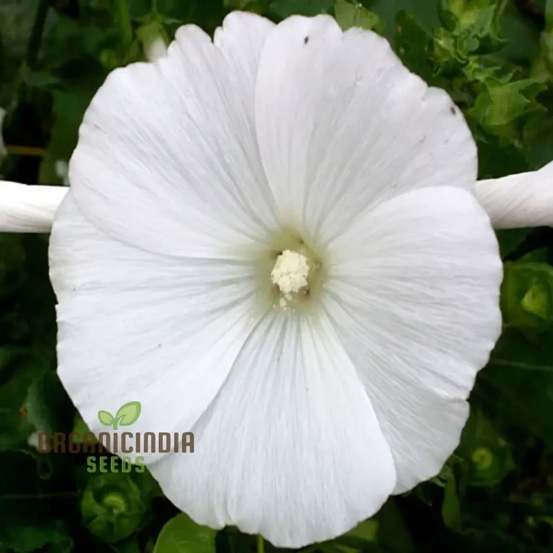 White Lavatera Flower Seeds for planting Elevate Your Gardening Experience with Graceful, Stunning Blooms