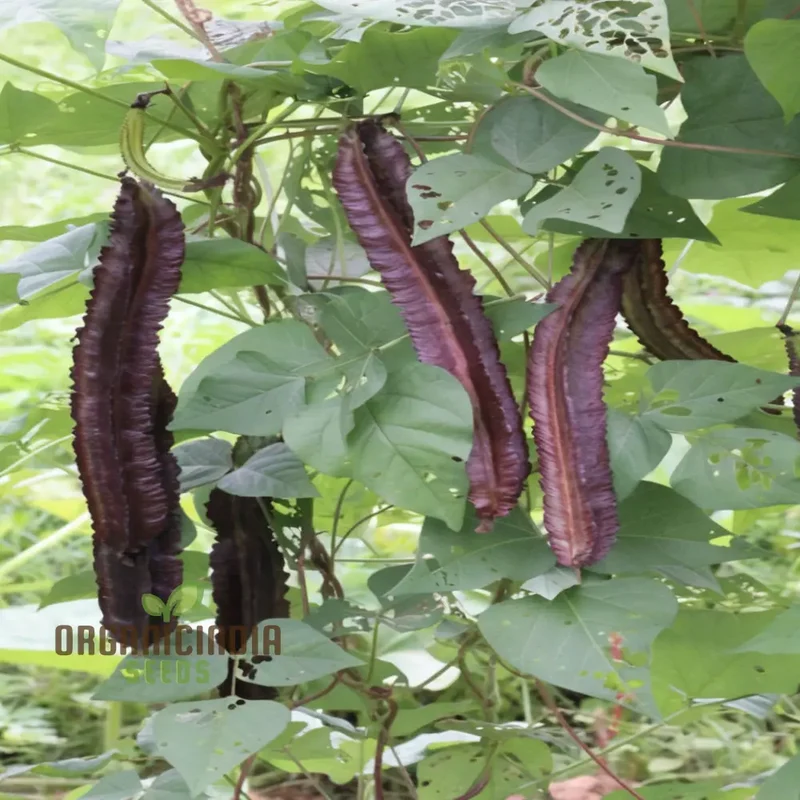 Purple Winged Bean Vegetable Seeds - Exotic and Nutritious Additions to Your Garden