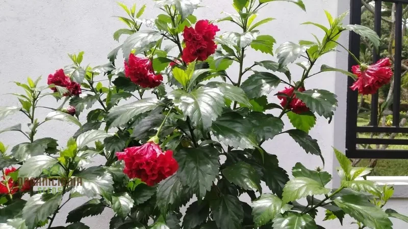 Hibiscus Seeds (Double Red Hibiscus Seeds) - Premium Vibrant Blooms for Gardens