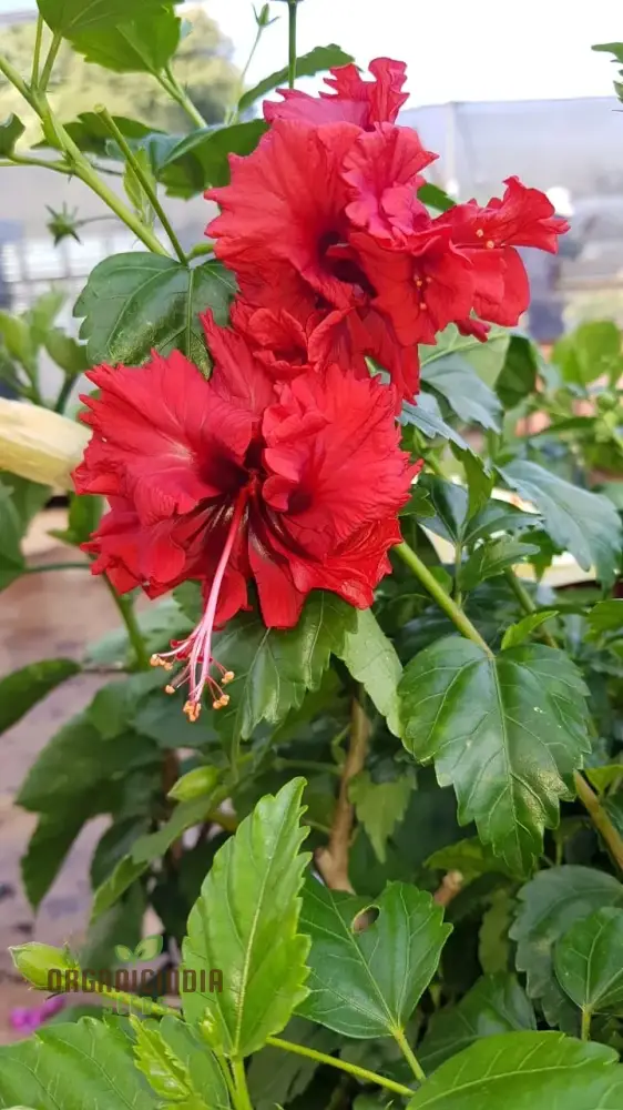 Hibiscus Seeds (Double Red Hibiscus Seeds) - Premium Vibrant Blooms for Gardens