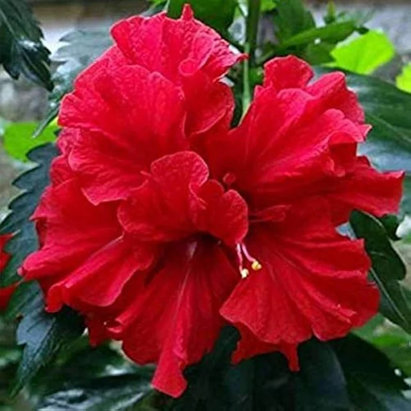 Hibiscus Seeds (Double Red Hibiscus Seeds) - Premium Vibrant Blooms for Gardens