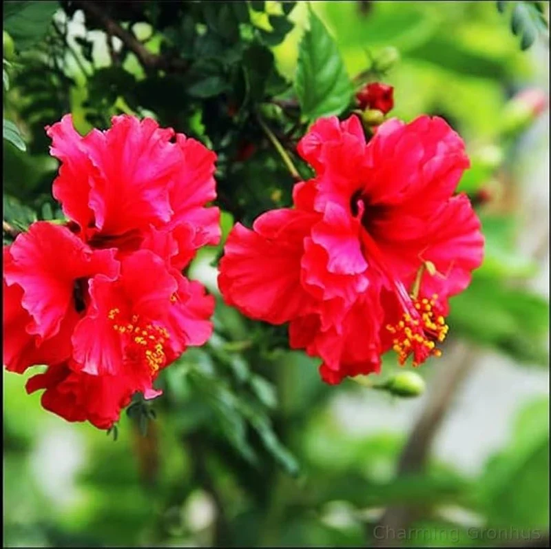 Hibiscus Seeds (Double Red Hibiscus Seeds) - Premium Vibrant Blooms for Gardens