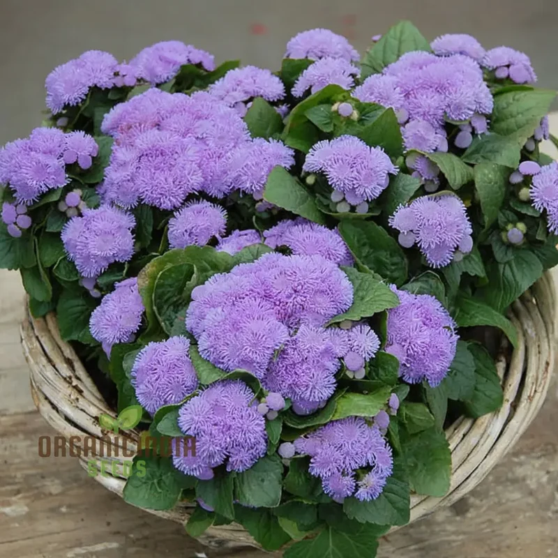 Violet Ageratum Flower Seeds, Charming and Fragrant Garden Blooms, Easy-to-Grow Varieties