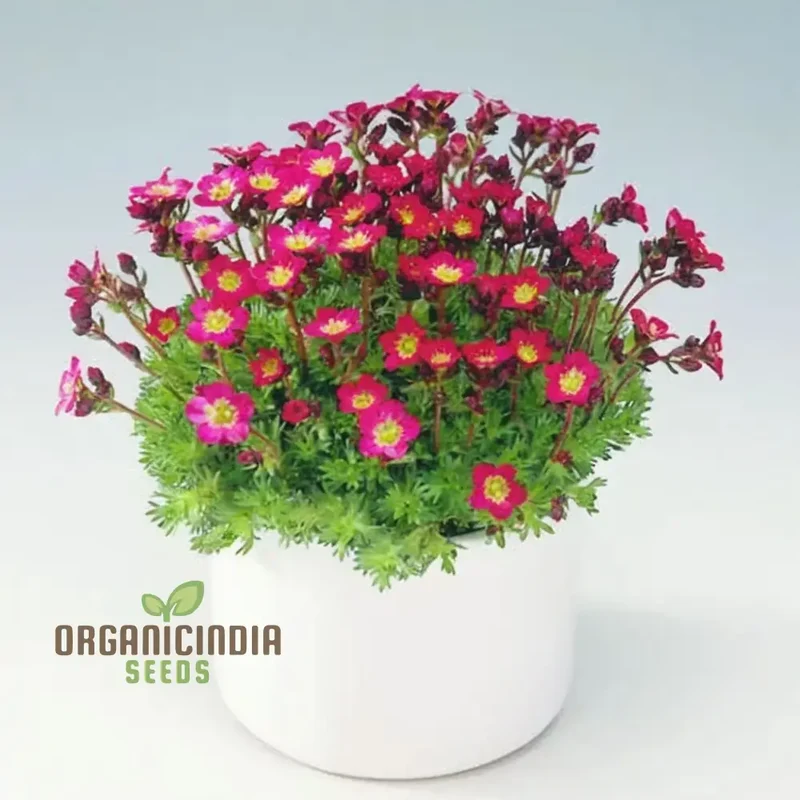 Ultimate Guide to Planting Saxifraga Ardensii Flower Seeds, Expert Gardening Tips for Vibrant Ground Cover